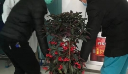 一枝一叶总关情——热心市民赠予我院一线医护人员鲜花和绿植