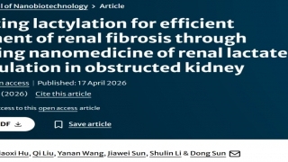 孙东教授团队发表慢性肾脏病相关最新研究成果